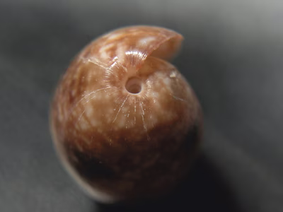 Bulla angasi - Bulla angasi