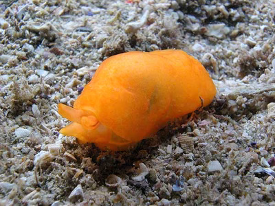 Berthellina delicata - Berthellina delicata