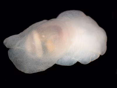 Philine angasi - Philine angasi