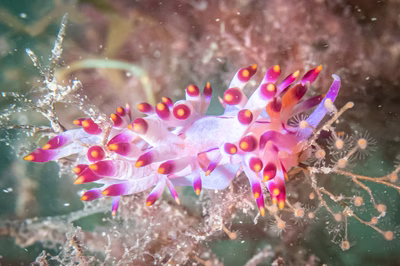 Flabellina sp. 8 - Flabellina sp. 8