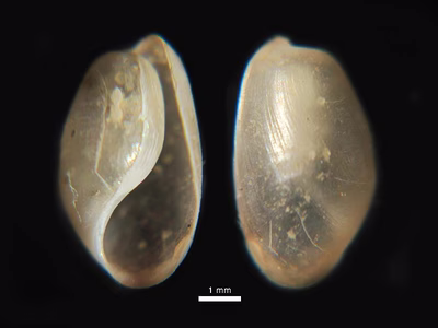 Haminoea sp. 8 - Haminoea sp. 8