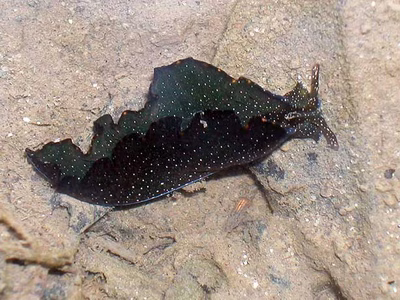 Elysia bangtawaensis - Elysia bangtawaensis