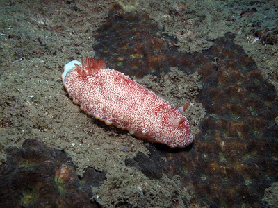 Goniobranchus - Goniobranchus