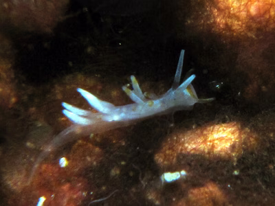 Tenellia sp. 7 - Tenellia sp. 7