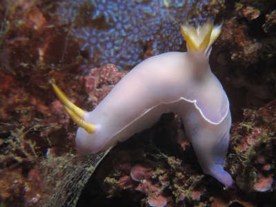 Hypselodoris bullockii - Hypselodoris bullockii