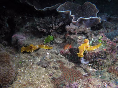 Ceratosoma tenue - Ceratosoma tenue