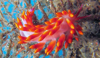 Cuthona sibogae - Cuthona sibogae