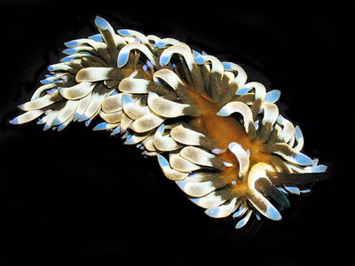 Tenellia sp. 32 - Tenellia sp. 32