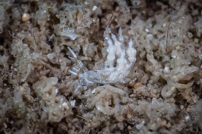 Eubranchus sp. 3 - Eubranchus sp. 3