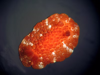 Carminodoris sp. 2 - Carminodoris sp. 2