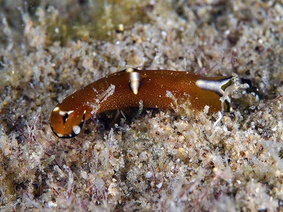 Philinopsis sp. 3 - Philinopsis sp. 3