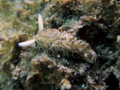 Plakobranchus ocellatus - Plakobranchus ocellatus