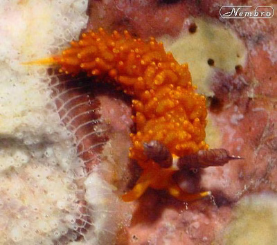 Favorinus mirabilis - Favorinus mirabilis