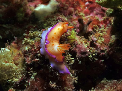 Verconia sp. 2 - Verconia sp. 2