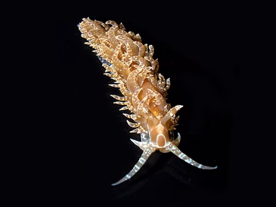 Baeolidia moebii - Baeolidia moebii