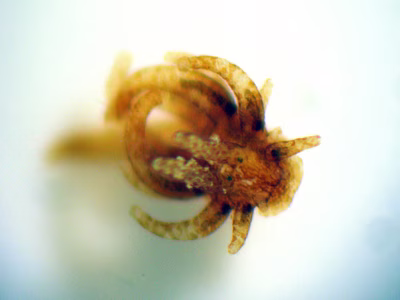 Okenia sp. 1 - Okenia sp. 1