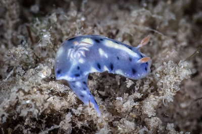 Hypselodoris obscura - Hypselodoris obscura