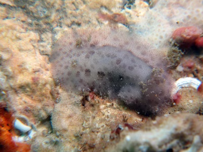 Discodoris lilacina - Discodoris lilacina