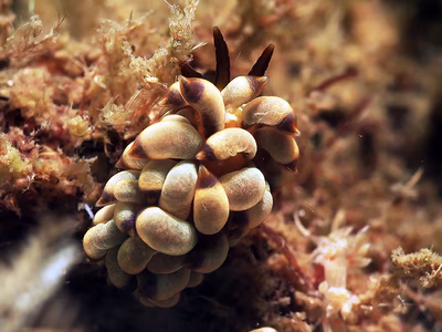 Tenellia sp. 38 - Tenellia sp. 38