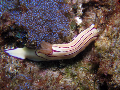 Hypselodoris emma - Hypselodoris emma