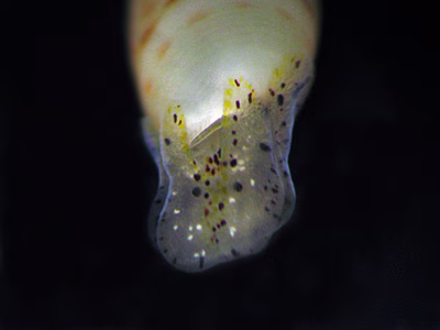 Mnestia sp. 1 - Mnestia sp. 1