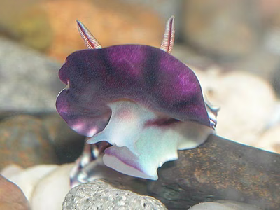 Goniobranchus sp. 8 - Goniobranchus sp. 8