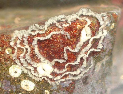 Tritonia sp. 1 - Tritonia sp. 1