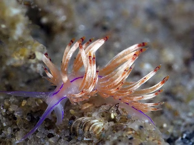 Unidentia sp. 9 - Unidentia sp. 9