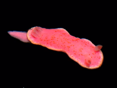 Verconia haliclona - Verconia haliclona