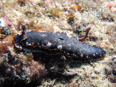 Dermatobranchus dendronephthyphagus - Dermatobranchus dendronephthyphagus