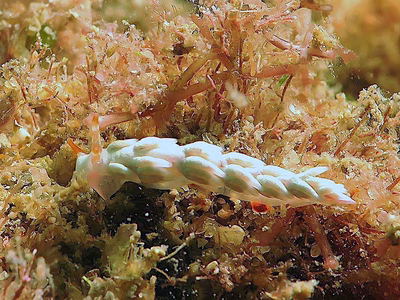 Tenellia sp. 39 - Tenellia sp. 39