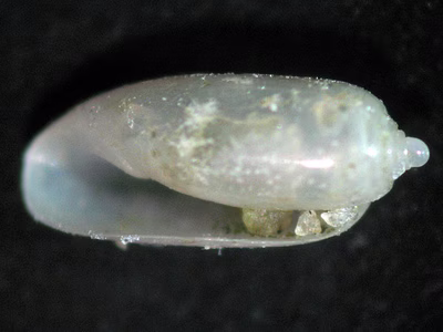 Tornatina sp. 1 - Tornatina sp. 1