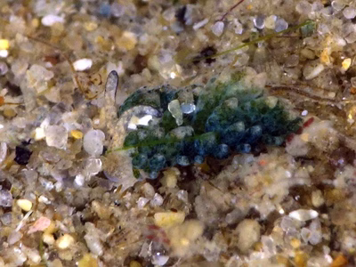 Costasiella sp. 3 - Costasiella sp. 3