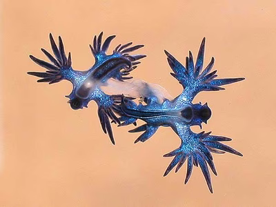 Glaucus bennettae - Glaucus bennettae