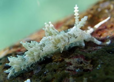 Phidiana sp. 1 - Phidiana sp. 1