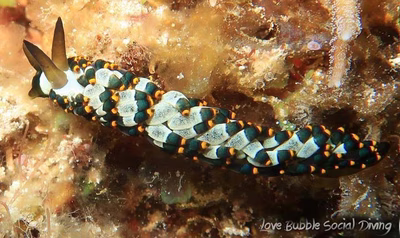 Cuthona sp. 6 - Cuthona sp. 6