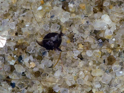 Colpodaspis sp. 2 - Colpodaspis sp. 2