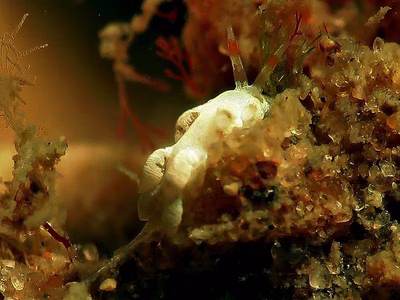 Tenellia sp. 37 - Tenellia sp. 37