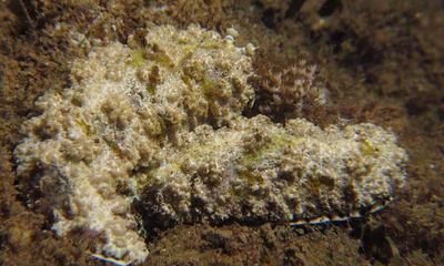 Dermatobranchus pustulosus - Dermatobranchus pustulosus