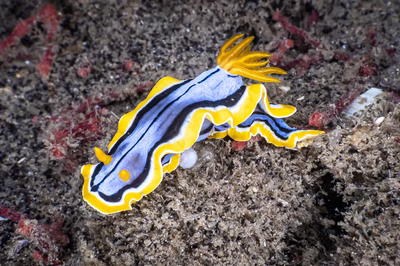 Chromodoris elisabethina - Chromodoris elisabethina