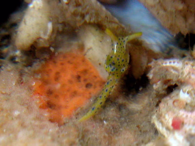 Oxynoe jacksoni - Oxynoe jacksoni