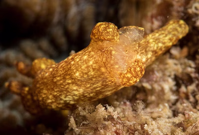 Trapania reticulata - Trapania reticulata