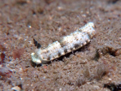 Dermatobranchus rodmani - Dermatobranchus rodmani