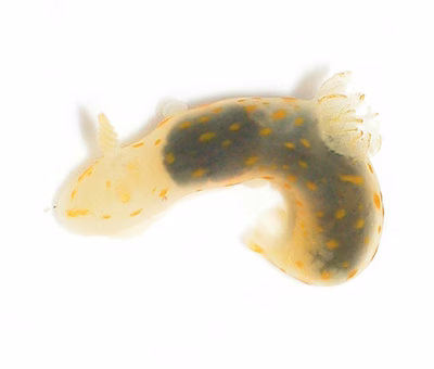 Gymnodoris sp. 1 - Gymnodoris sp. 1