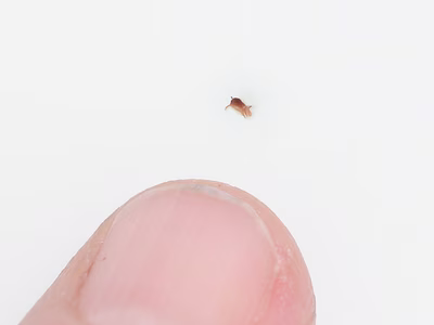 Siphopteron tigrinum - Siphopteron tigrinum