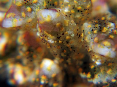 Mourgona sp. 1 - Mourgona sp. 1