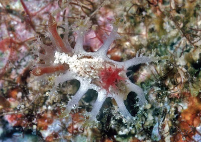 Kaloplocamus dokte - Kaloplocamus dokte