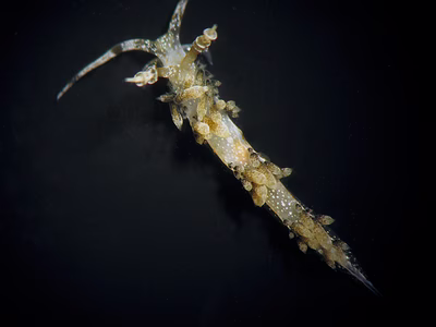 Cratena sp. 4 - Cratena sp. 4