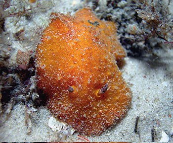 Thordisa verrucosa - Thordisa verrucosa