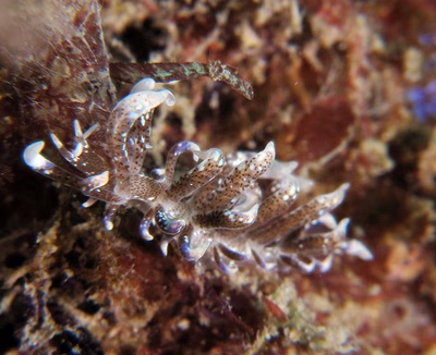 Phyllodesmium macphersonae - Phyllodesmium macphersonae